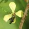 photo: swollen-thighed beetle
