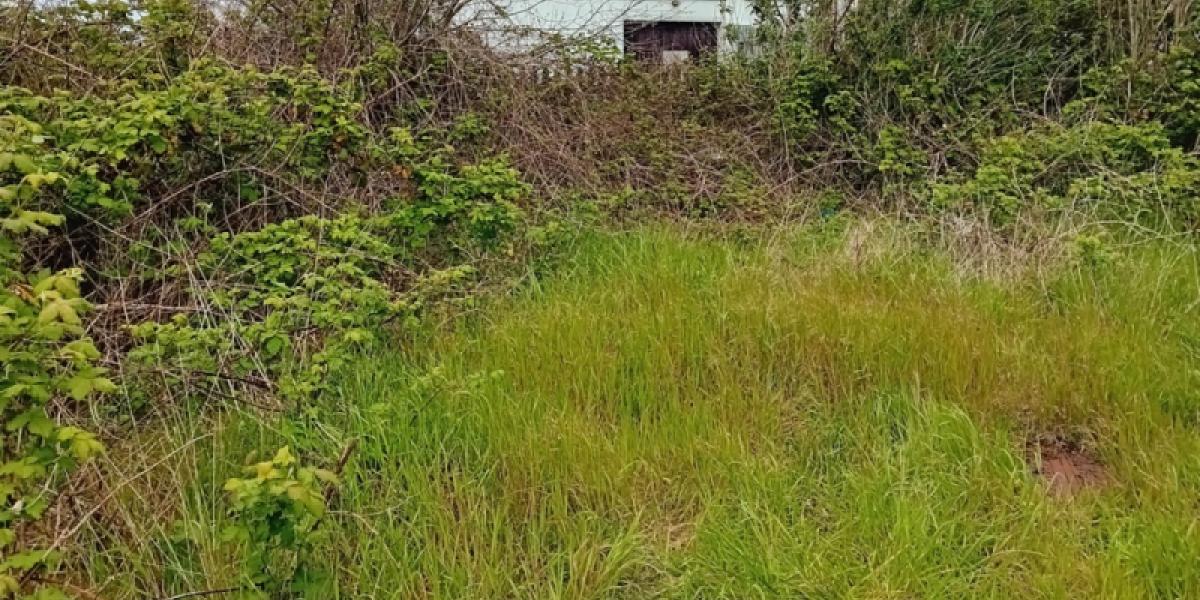 photo: shed site. The dream is in the distance