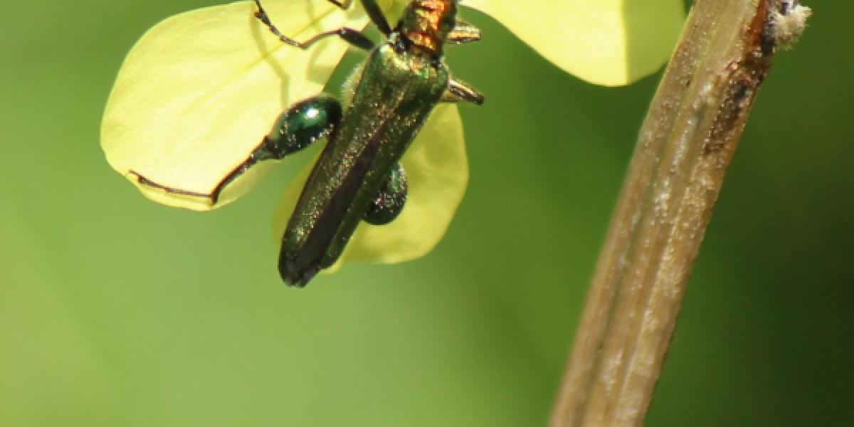 photo: swollen-thighed beetle