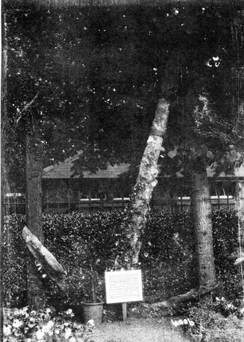 CREDIT:The Lowestoft Archaeological &amp; Local History Society