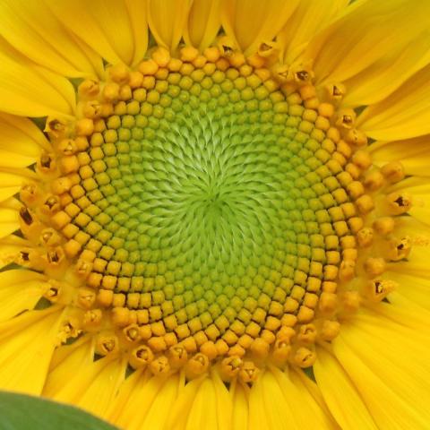  sunflower seed spiral close-up