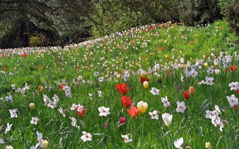 bulbs