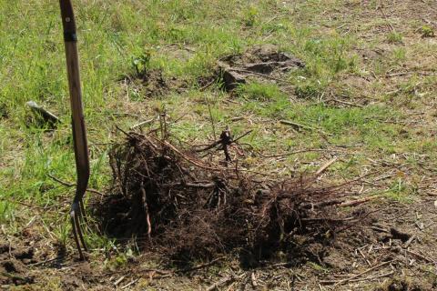 Photo: briar roots