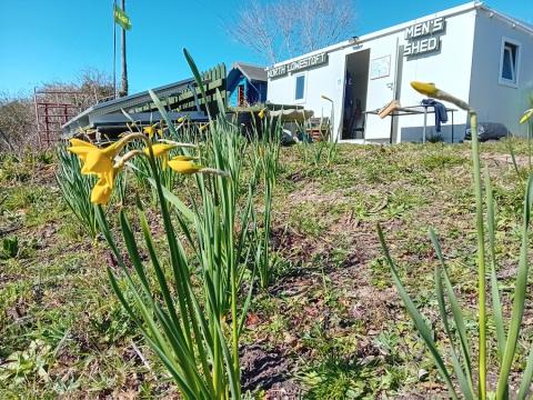 Mid-March daffodils