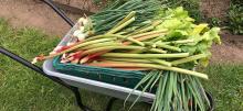 Pic from Pathways Care Farm - a barrow of produce