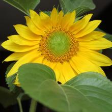 Sunflower head