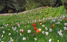 bulbs